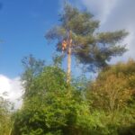 tree removal