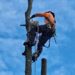 tree removal