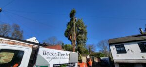 tree surgeon broadheath