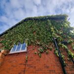 ivy removal wigan