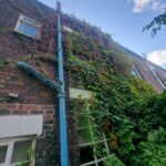 ivy removal