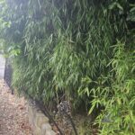 bamboo removal
