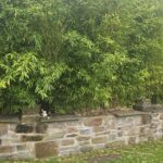 bamboo removal near me