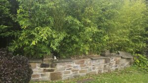bamboo removal wigan