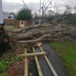 emergency tree removal services