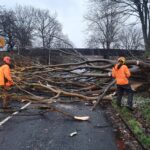 emergency tree removal services