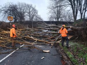emergency tree removal services