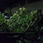 storm damage tree removal
