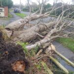 emergency tree removal services