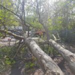 windblown tree removal wigan