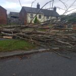 emergency tree removal services