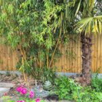 bamboo removal