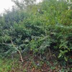 bolton garden clearance