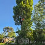 tree removal st helens