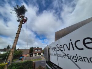 tree removal