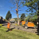 tree removal company near me