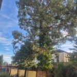tree removal chorley