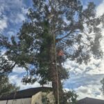 tree removal ormskirk