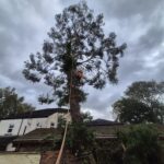 tree removal ormskirk
