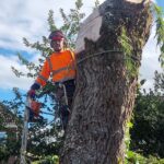 tree removal ormskirk