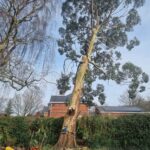 tree removal worsley