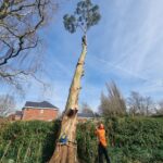 tree removal worsley