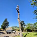 tree removal near me