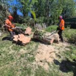 tree removal near me