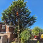 tree removal in standish