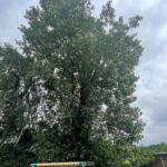 crown lift tree pruning in aspull