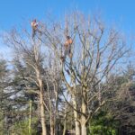 tree pruning job in standish