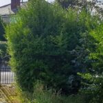 garden clearance in standish