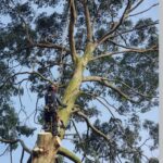 tree removal job in appley bridge