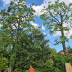 tree pruning technique in appley bridge