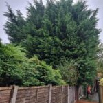 large confiner tree removal in aspull