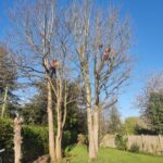 tree pruning project half way in standish