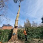 appley bridge tree removal