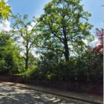 appley bridge tree pruning half way