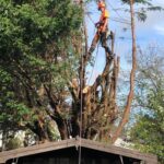 tree removal takedown in aspull