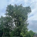 tree pruning in aspull during the pruning