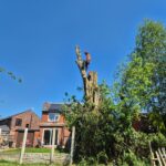 third stage of tree removal near standish