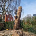 appley bridge tree removal completed