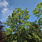 appley bridge tree pruning company