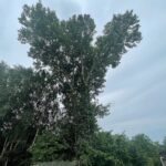 tree pruning completed in aspull
