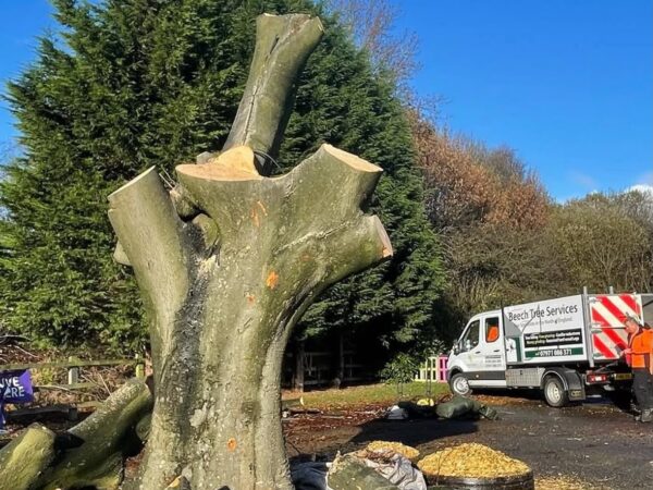 beech tree services