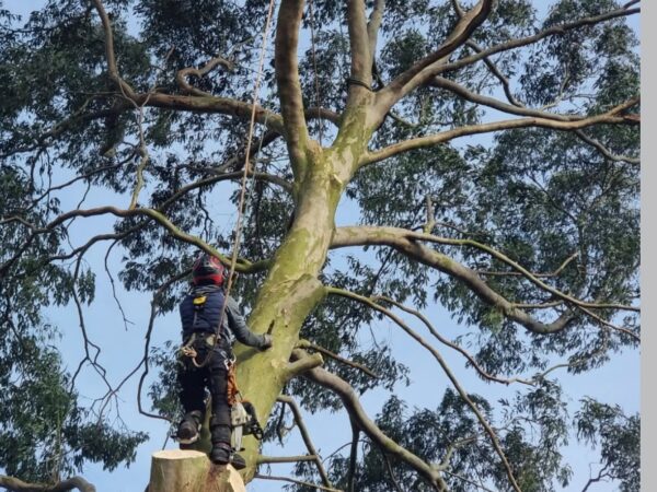 tree pruning in wigan