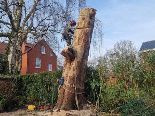 tree removal in wigan